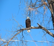 2014 03 02 RedWing 007